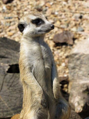 Meerkat. Close-up. Close-up wildlife.