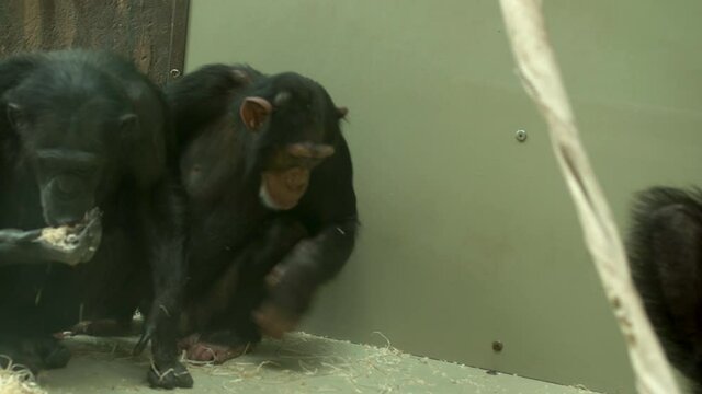 Naughty chimps fooling around at Oliwa Zoo Gdansk