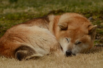 Fototapeta premium 柴犬