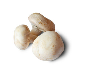 Champignons on a white background