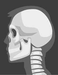 X-ray Film of Side Viewed Skull Vector Illustrated Image for Educational Purpose
