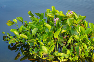 Fototapeta na wymiar Water hyacinth on the lake