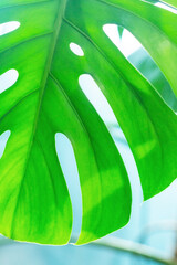 Close-up of a leaf of Monstera deliciosa or Swiss cheese plant on a gentle blue background. Concept of tropical plants and minimalism. Houseplant care. Light and shadow, transparency. Vertical