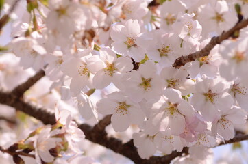 桜