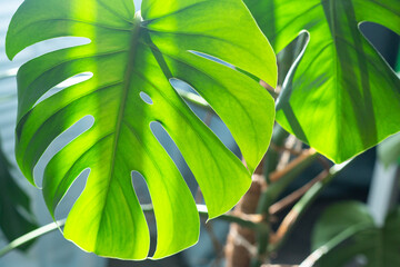 A beautiful Monstera flower in a pot stands on the floor by the window. Home garden. Monstera deliciosa or Swiss cheese plant in a pot tropical leaves background. Transparency, sunlight and shade.