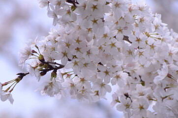 桜
