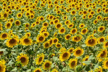 Sunflowers field in the Tuscan countryside Pisa Italy