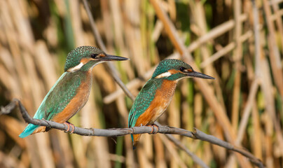 Common kingfisher, Alcedo atthis. Young birds perched on a cane stalk above the river