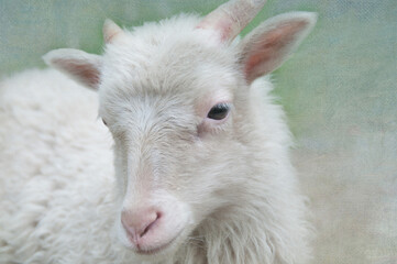 Fototapeta premium Ziege