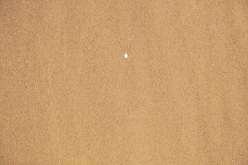Natural background, texture of wet sand with seashells.