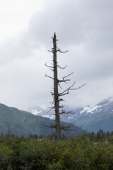 Obraz premium Alaska Wildlife Conservation Center