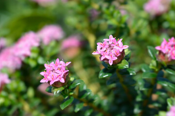 Fototapeta premium Rosy rice flower