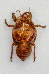 Cicada's empty shell on the white wall in Japan