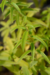 Lemon verbena