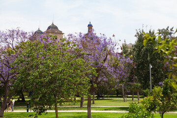 Blooming Jacaranda trees in Turia Park, dome of the Baroque church , Valencia, Spain.