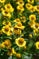 Common sneezeweed