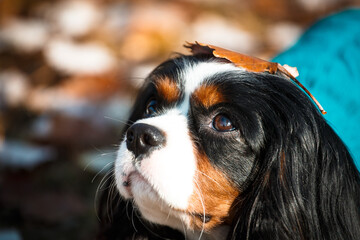 beautiful dog in the autumn forest.Autumn leaf lying on the dog.Beautiful picture