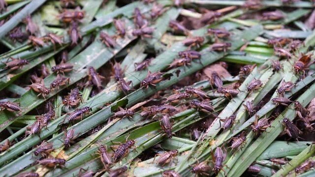 Many crickets in a insect farm in Dalat, Vietnam, close up