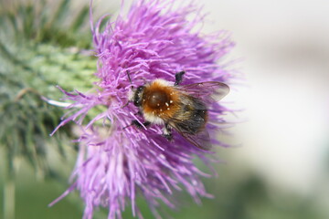 Hummel auf der Bl&uuml;te einer Kratzdistel bei Sonnenschein