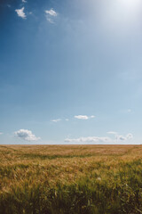 Obraz premium Corn Fields