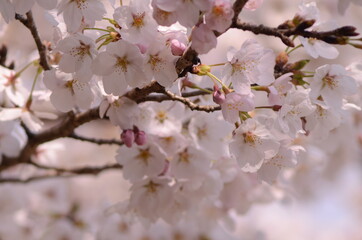 桜