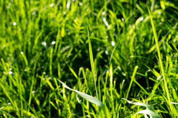 Light green Grass