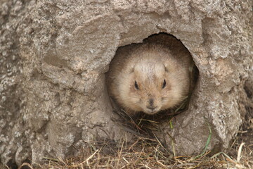 上野動物園のプレーリードッグ