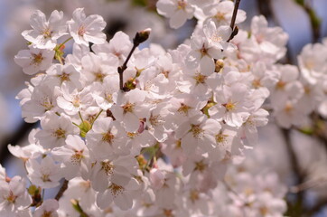 Obraz premium 桜