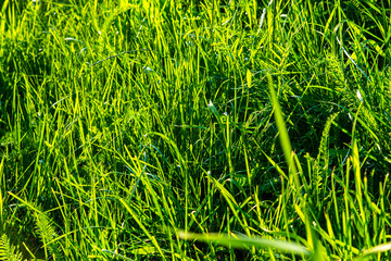 Light green Grass