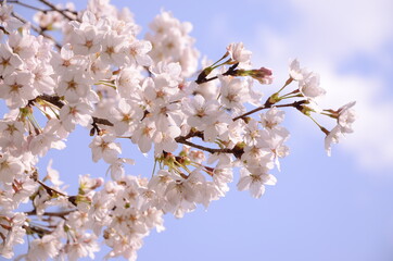 桜