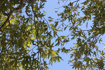 Alanya, TURKEY - August 10, 2013: Travel to Turkey. Greenery. Flowers. Plants of Turkey. Palm trees. Foliage, trees