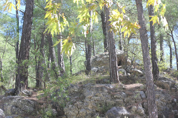 Alanya, TURKEY - August 10, 2013: Travel to Turkey. Greenery. Flowers. Plants of Turkey. Palm trees. Foliage, trees