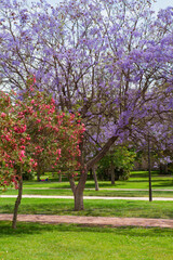 Fototapeta na wymiar Blooming Jacaranda trees in Turia Park , Walencia, Spain.
