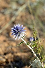 flower in the desert