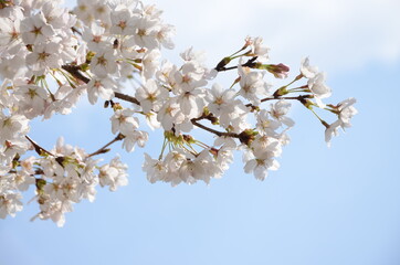 桜