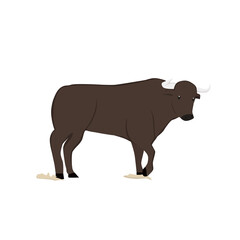 Bull Illustration