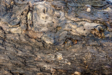 Natural texture of old wood. Perfect for pattern or background. 