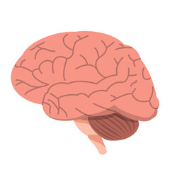 Human brain vector isolated. Internal organ, side view. Medical illustration, science and education concept.