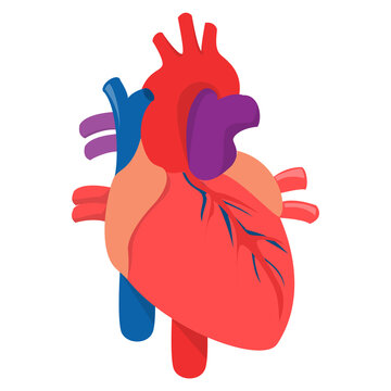 Human heart vector isolated. Internal organ, medical illustraion, concept of science and education. Cardiac muscle, blood vessels.