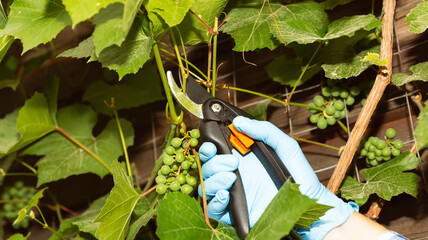 Seasonal pruning of grape vines. Close-up