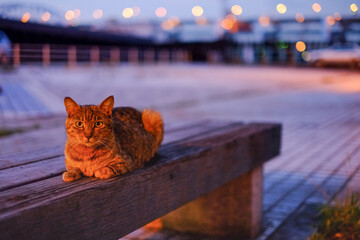 夕暮れ時の猫と海とベンチ