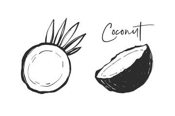 Coconut cut and coconut half. Black line fruits illustration set. Graphic vector sketch in hand drawn style. Fresh tropical elements on white background. - obrazy, fototapety, plakaty