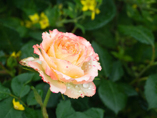 Rose flower blossom with water drops. Beautiful rose is yellow, orange, pink, white and red
