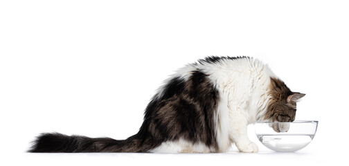 Norwegian Forestcat, sitting side ways, drinking water from glass bowl. Isolated on white background. © Nynke