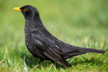 Common blackbird (Turdus merula) in the garden in spring.