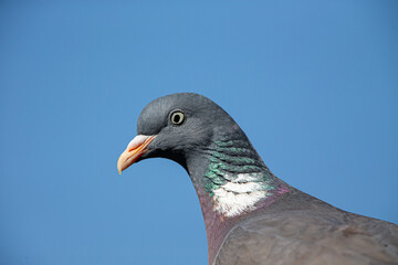 Portrait of a Common wood pigeon (Columba palumbus) in spring.