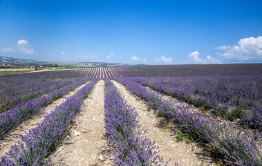 Fototapeta na wymiar huge beautiful lavender fields in Crimea
