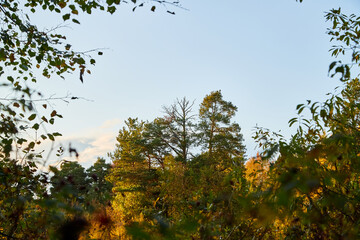 Landscape with forest and high trees in it in summer or autumn day.