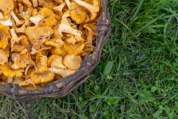Basket with chanterelles close-up on the background of grass, copy space