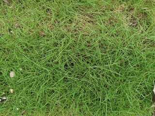 green grass background